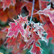 Illustration for article titled Shooting Challenge Fall Leaves Gallery 8